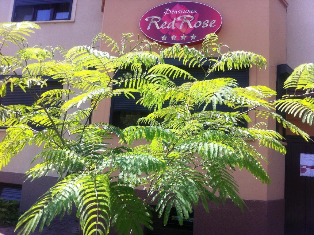 Pensiunea Red Rose Apartments Temeşvar Dış mekan fotoğraf